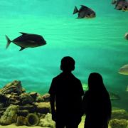 Texas parks and wildlife jefferson county